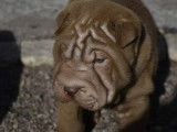 3 chiots Shar-Peïs disponibles