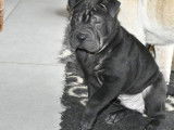 3 chiots Shar-Peïs disponibles