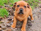 &Agrave; r&eacute;server chiot m&acirc;le Staffie LOF fauve