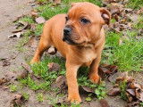 &Agrave; r&eacute;server chiot m&acirc;le Staffie LOF fauve