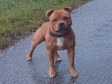 &Agrave; r&eacute;server chiot m&acirc;le Staffie LOF fauve