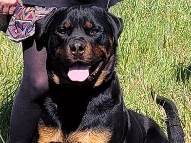 Un chien Rottweiler noir et feu de 2 ans et demi à vendre