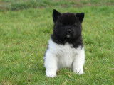 3 chiots Akitas Américain LOF disponibles