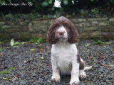4 chiots English Springer Spaniels LOF à vendre