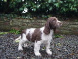 4 chiots English Springer Spaniels LOF à vendre