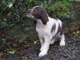 4 chiots English Springer Spaniels LOF à vendre