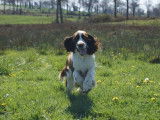 4 chiots English Springer Spaniels LOF à vendre