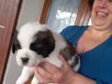 Chiots Saint-Bernard à réserver