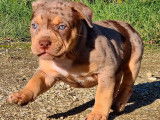 À vendre : 5 chiots American Bullies tricolores non LOF