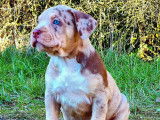 À vendre : 5 chiots American Bullies tricolores non LOF