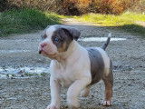 À vendre : 5 chiots American Bullies tricolores non LOF