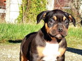 À vendre : 5 chiots American Bullies tricolores non LOF