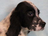 À réserver :  chiots Setters Anglais LOF tricolores
