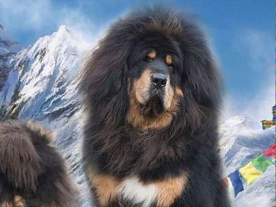 À réserver : chiots Dogues du Tibet LOF