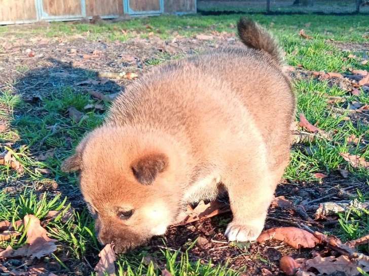 À réserver : chiot Shiba Inu fauve femelle LOF