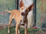 Chien Podenco roux d'un an et demi &agrave; adopter