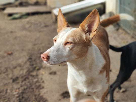 Chienne Podenco de 6 ans à adopter