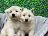 2 chiots Bergers Blancs Suisses disponibles à la réservation (LOF)