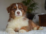 4 chiots Bergers Australiens LOF tricolores disponibles