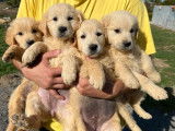 Vente de 2 chiots Golden Retrievers LOF