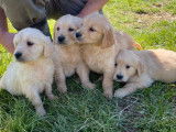 Vente de 2 chiots Golden Retrievers LOF