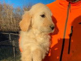 Vente de 2 chiots Golden Retrievers LOF