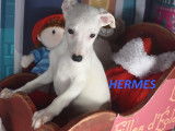 8 chiots Lévriers Whippet à vendre (LOF)