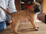 5 chiots Bergers Belges Malinois LOF disponibles