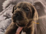 Réservation pour 4 chiots Cane Corso LOF