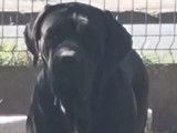 Réservation pour 4 chiots Cane Corso LOF
