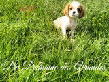 Cavalier King Charles LOF petit gabarit