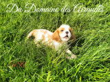 Cavalier King Charles LOF petit gabarit