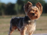 Vente d’un chien mâle Yorkshire Terrier adulte LOF