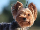 Vente d’un chien mâle Yorkshire Terrier adulte LOF