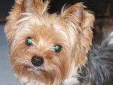Vente d’un chien mâle Yorkshire Terrier adulte LOF