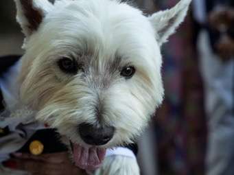 West Highland White Terrier disponible pour saillie