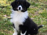 Dispo de suite chiots Berger Australien LOF à vendre