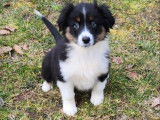 Dispo de suite chiots Berger Australien LOF à vendre
