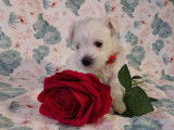 Chiots de type Schnauzer Nain à vendre (2 mâles)