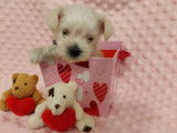 Chiots de type Schnauzer Nain à vendre (2 mâles)