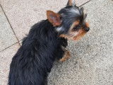 Chiots Yorkshire Terrier LOF à vendre