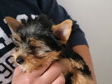 Chiots Yorkshire Terrier LOF à vendre