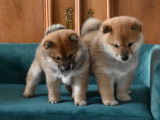 Chiots Shiba disponibles