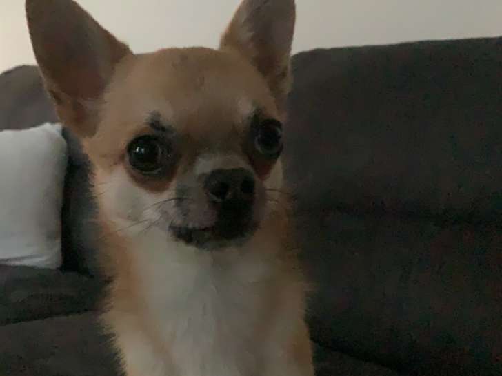 Chien Chihuahua Mâle à vendre