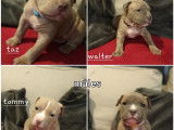 Chiots de race American Bully à vendre (5 femelles & 4 mâles)