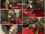 Chiots de race American Bully à vendre (5 femelles & 4 mâles)