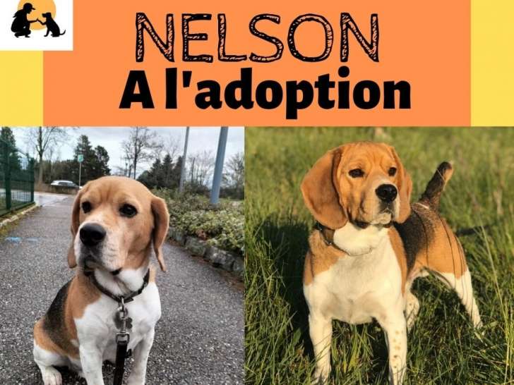 Nelson, Beagle de 5 ans à adopter