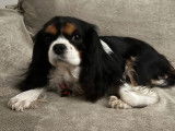 Cherche mâle Cavalier King Charles blenheim pour une saillie
