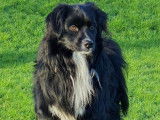 De race Berger Australien Miniature disponible pour saillie