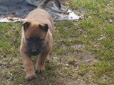 Chiot Malinois avec pedigree à vendre